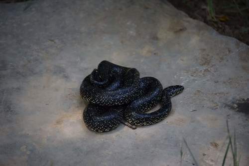 Black Kingsnake (Lampropeltis nigra), a species recorded in Indiana