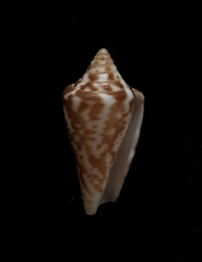 Conus scalaris