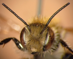 Osmia aurulenta