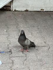 Columba livia domestica
