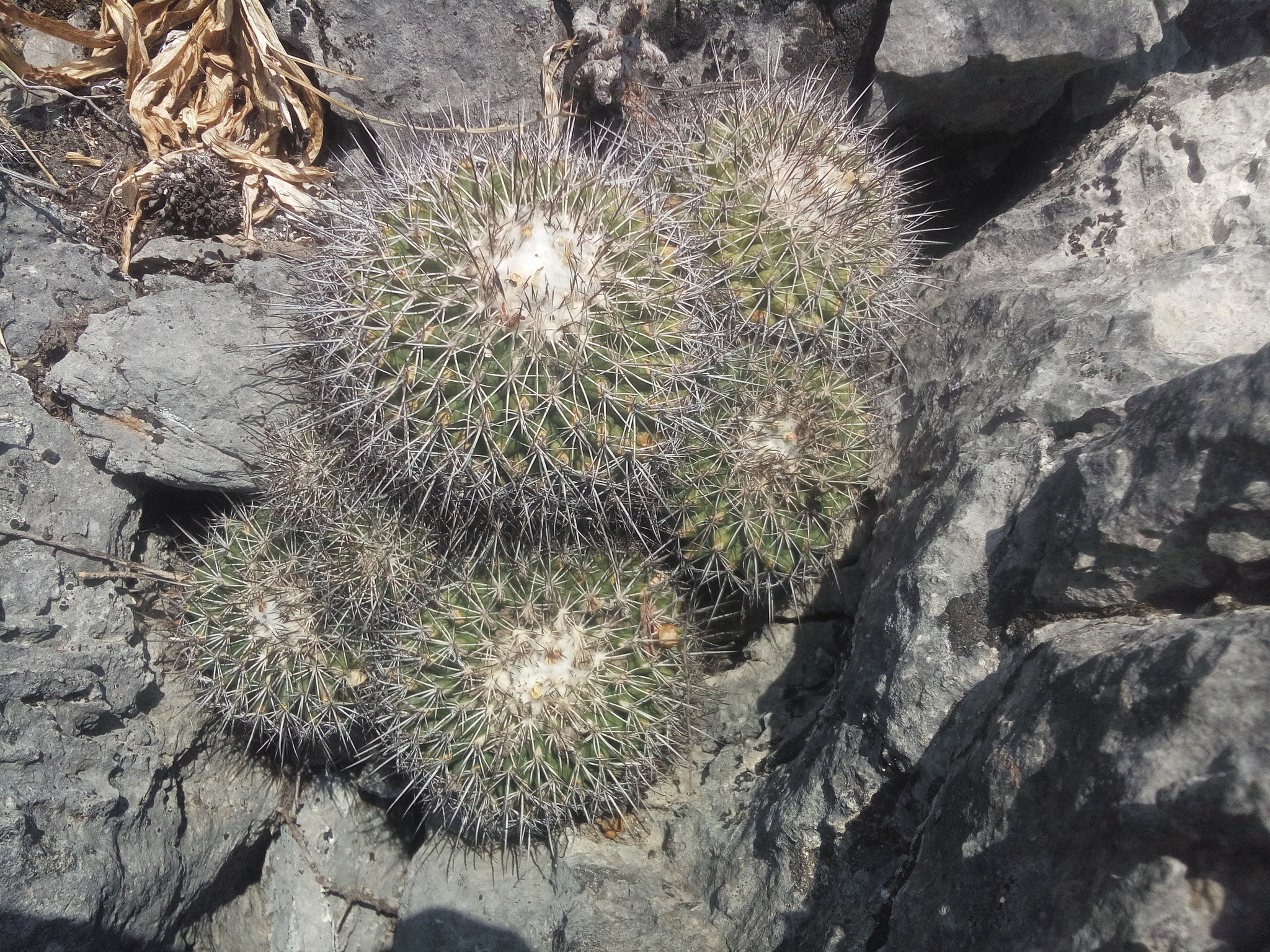 Turbinicarpus horripilus