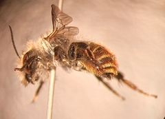 Osmia aurulenta