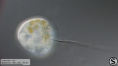 Vorticella campanula