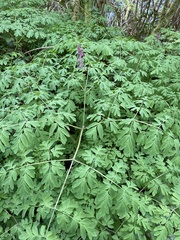 Corydalis scouleri