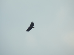 Haliaeetus albicilla