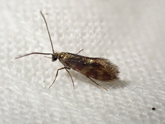 Micropterix