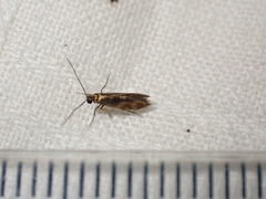 Micropterix
