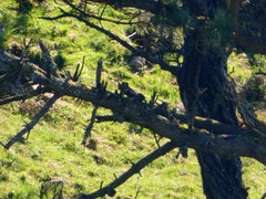 Turdus torquatus torquatus