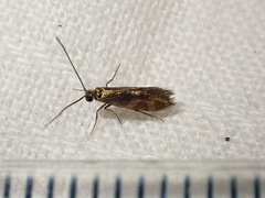 Micropterix