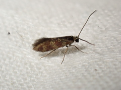 Micropterix