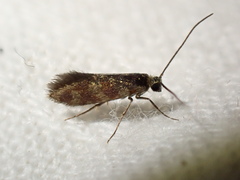 Micropterix