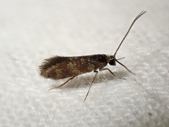 Micropterix