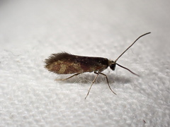 Micropterix