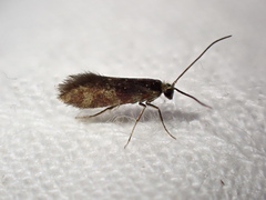 Micropterix