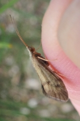 Pycnocentrodes aeris