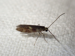 Micropterix
