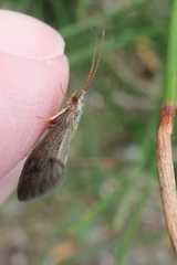 Pycnocentrodes aeris