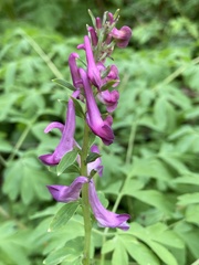 Corydalis scouleri