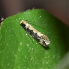 Tinea mandarinella