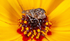 Tebenna gnaphaliella