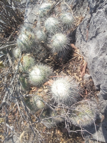 Mammillaria geminispina