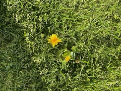 Taraxacum officinale