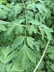 Corydalis scouleri
