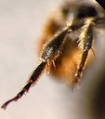 Osmia aurulenta