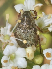 Hoplia argentea