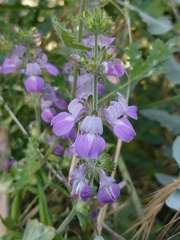 Collinsia concolor