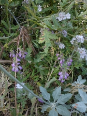 Collinsia concolor
