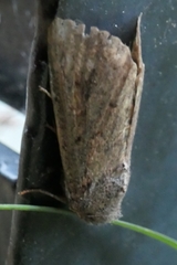 Ichneutica sollennis
