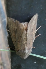 Ichneutica sollennis