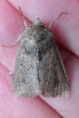 Ichneutica sollennis