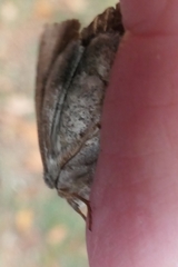 Ichneutica sollennis