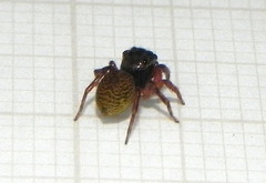 Soesilarishius cymbialis