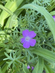 Callirhoe alcaeoides