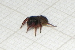 Soesilarishius cymbialis