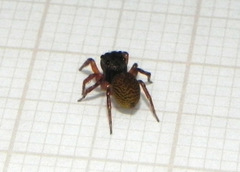 Soesilarishius cymbialis