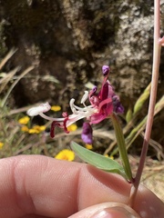 Clarkia springvillensis