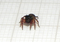 Soesilarishius cymbialis