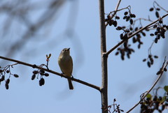 Vireo solitarius