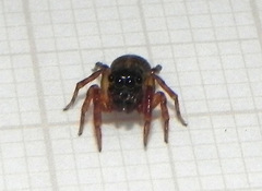 Soesilarishius cymbialis