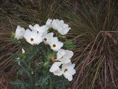 Argemone platyceras