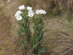 Argemone platyceras