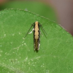 Tinea mandarinella