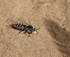 Bembix americana spinolae