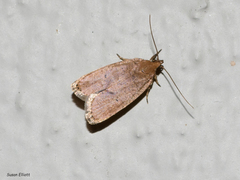 Psilocorsis reflexella