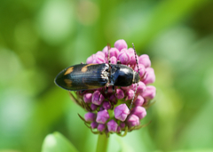 Selatosomus suckleyi