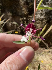 Clarkia springvillensis